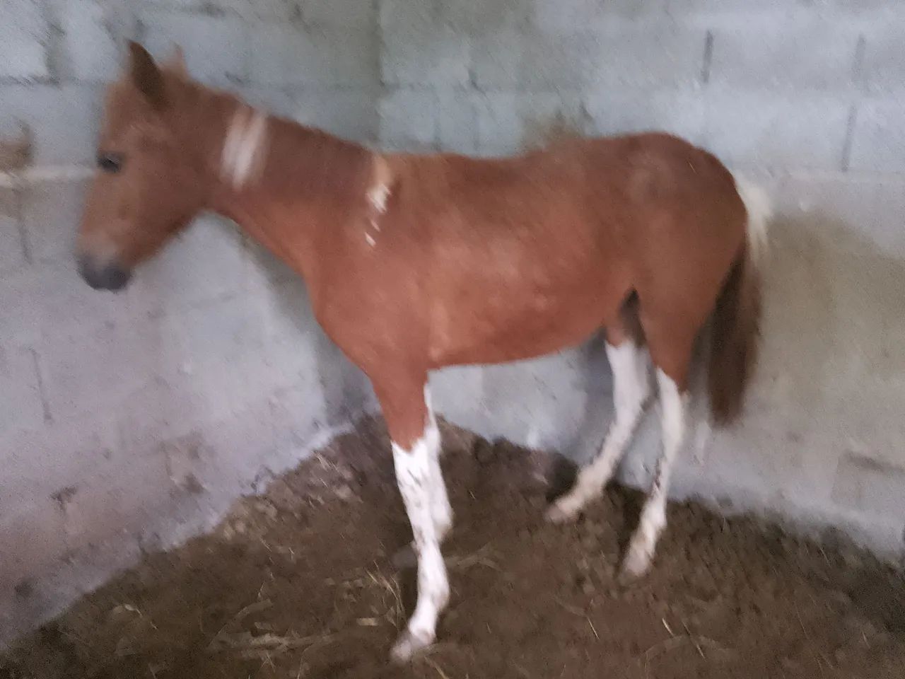 Potra mangalarga  - Foto 3