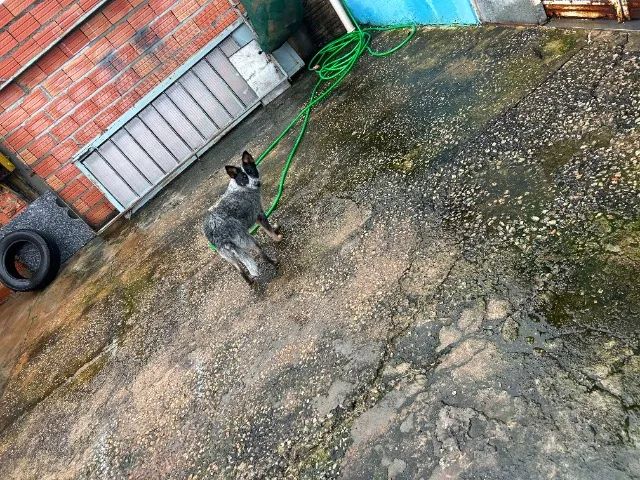 Filhote de cachorro  - Foto 5