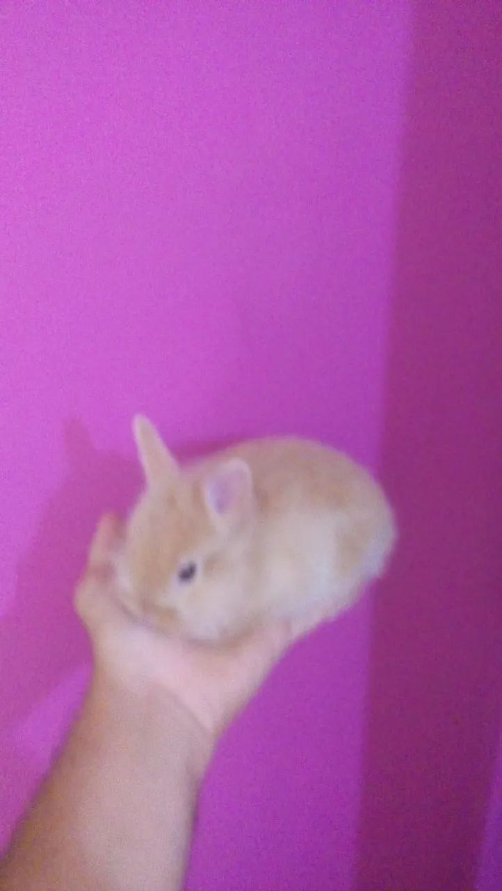 Míni coelhinho  - Foto 3