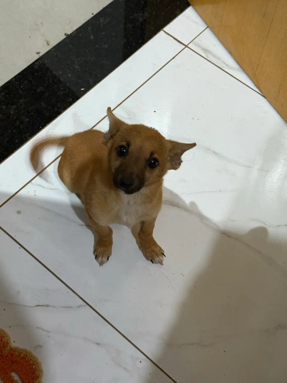 Doação responsável ! - Foto 2