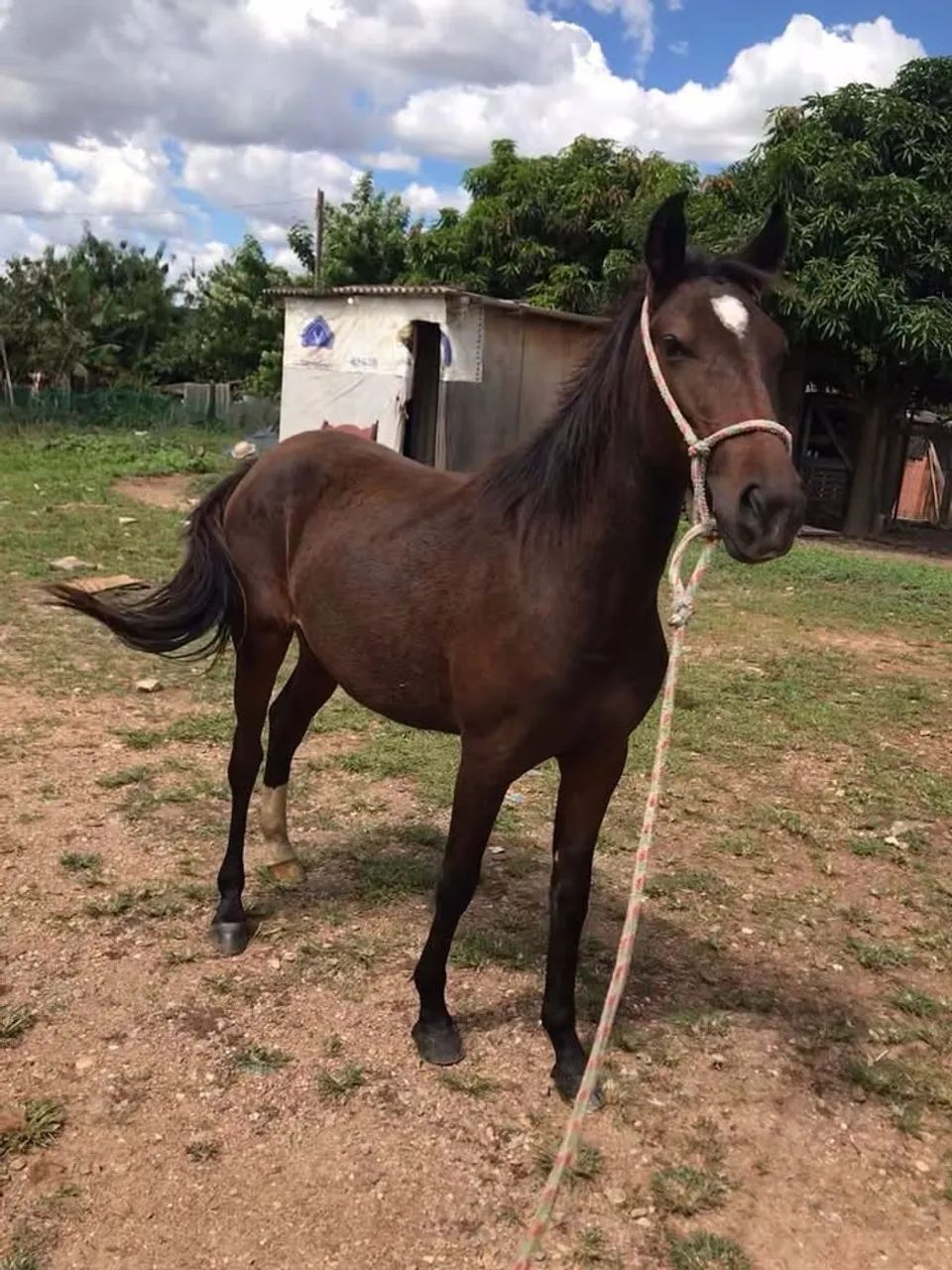 Égua nova