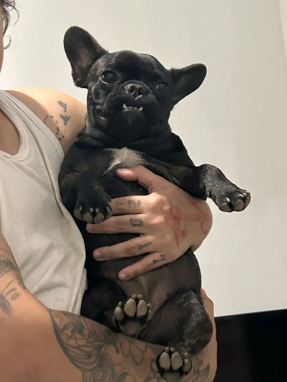 Vende-se buldogue  - Foto 3