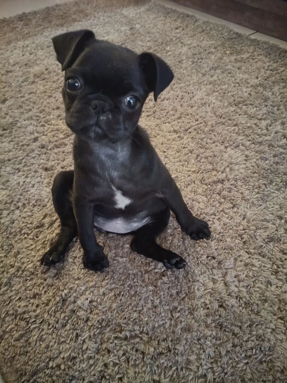 Pet  - Foto 3
