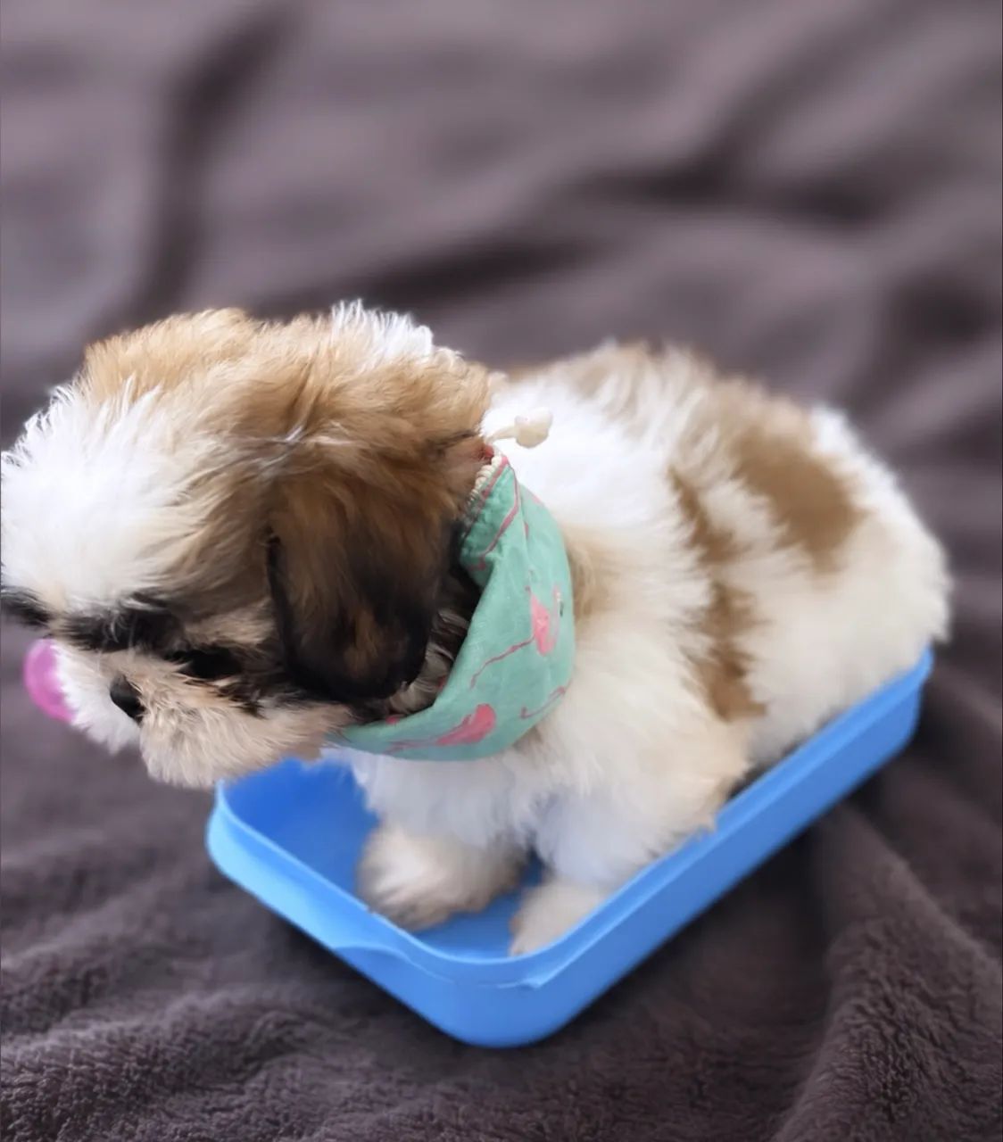 Shihtzu puro - Foto 4