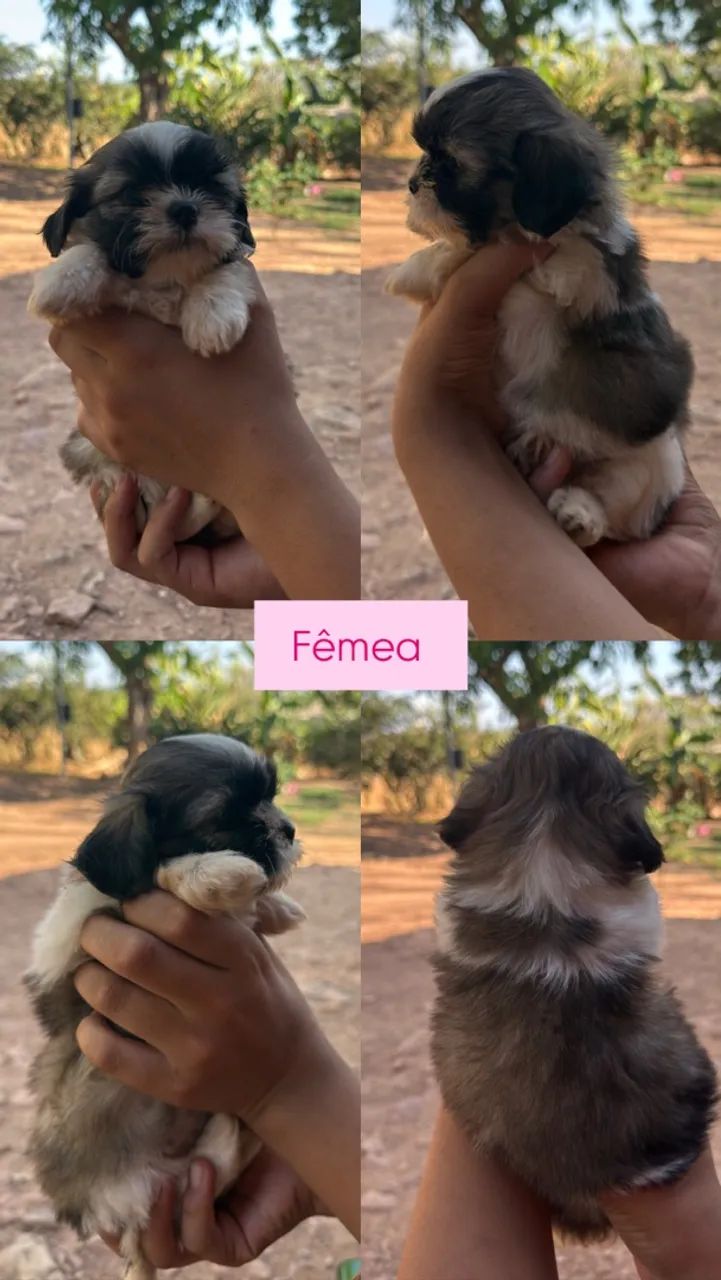 Filhotes shihtzu  - Foto 2
