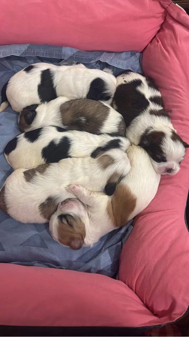 Filhotes de Shihtzu