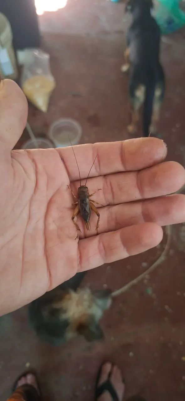 Alimento vivo