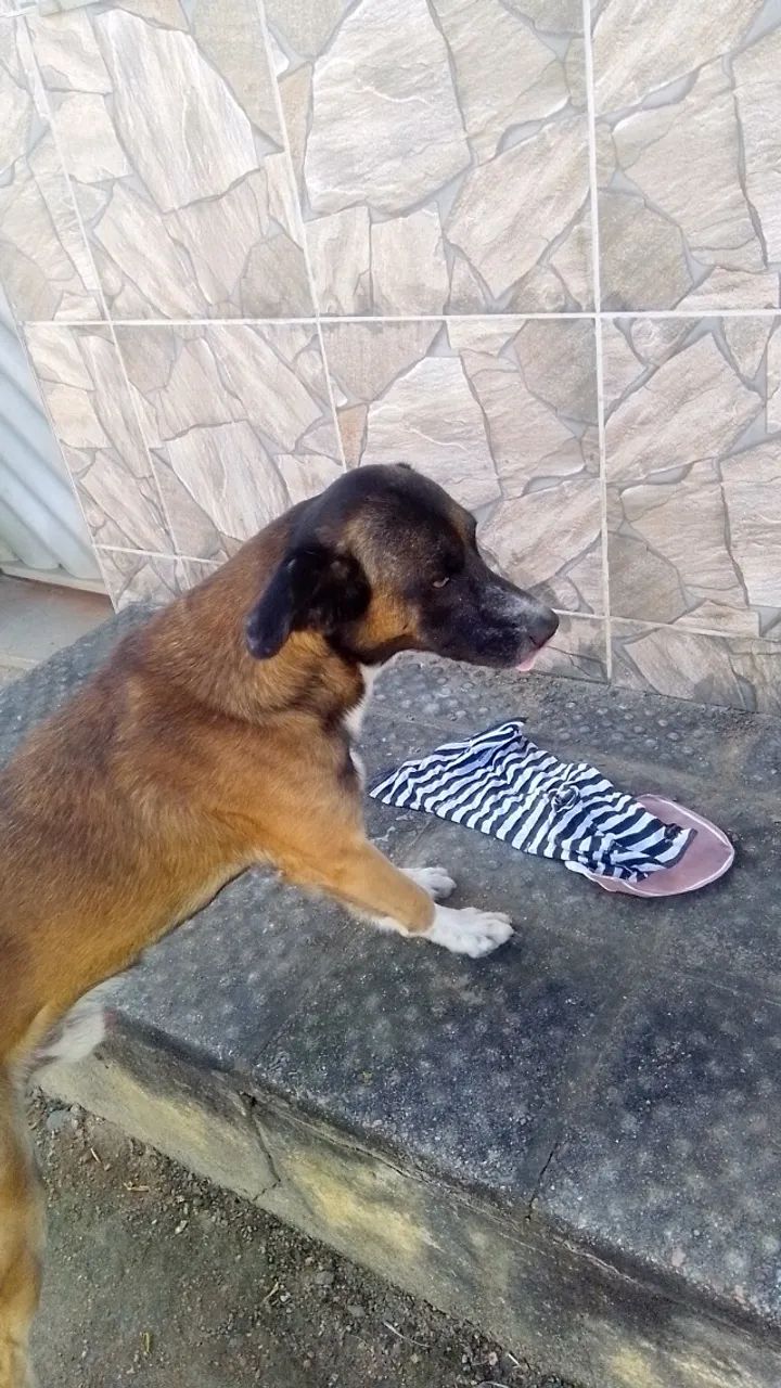 Cão para adoção  - Foto 2
