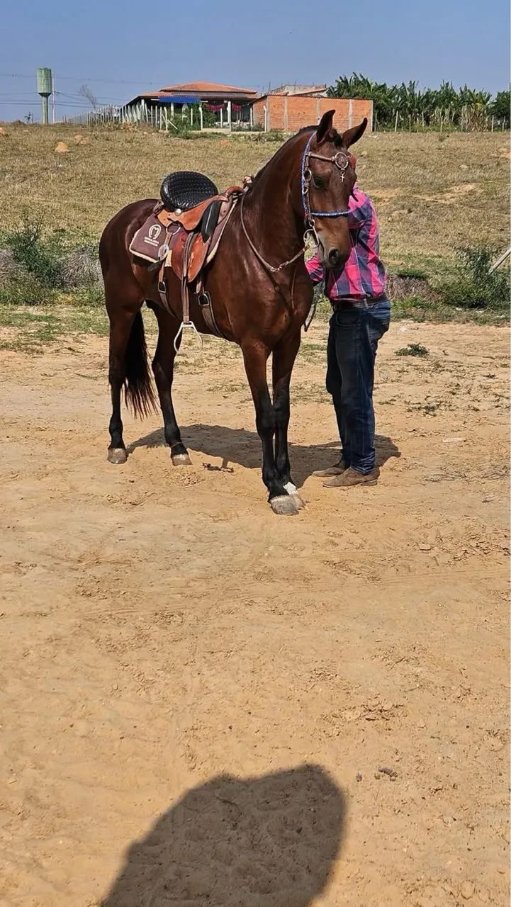 Cavalo 