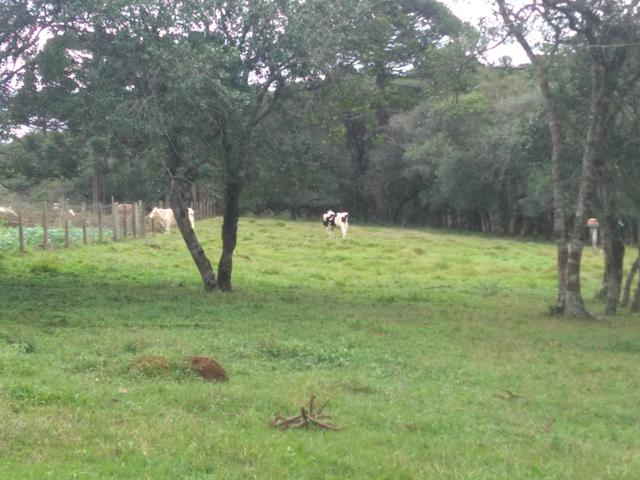 Chácara de 1 Alqueire . 4 km do Jordão - Guarapuava PR - Foto 4