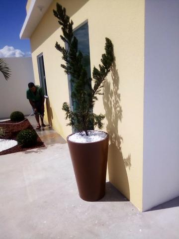 Plantas