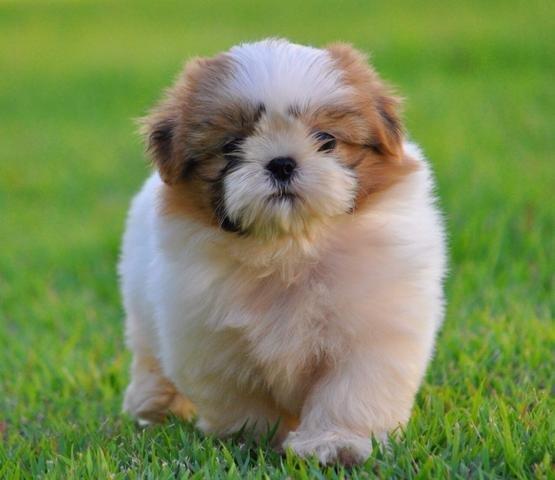 Lindos filhotes de Shih Tzu macho