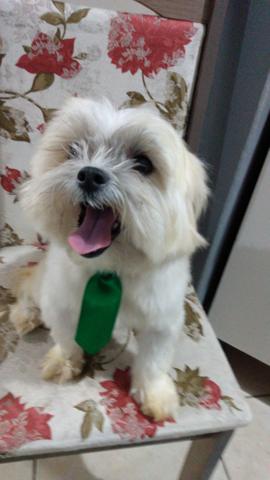 Shihtzu branquinho 10 meses