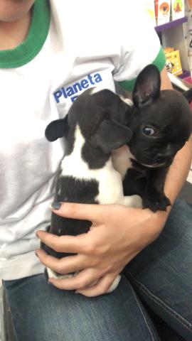 Bulldog Francês - Foto 2