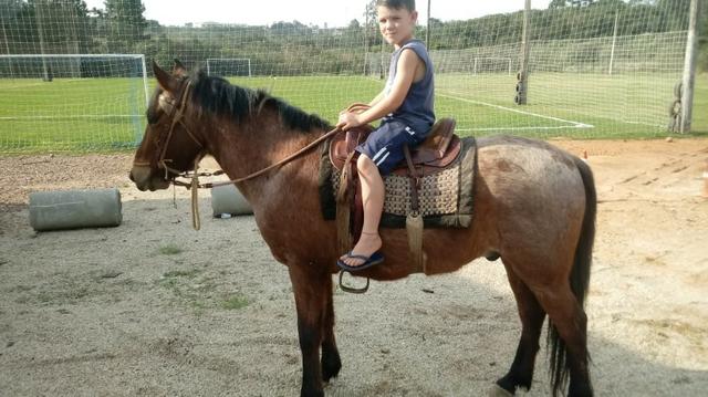 Cavalo Crioulo - Foto 3