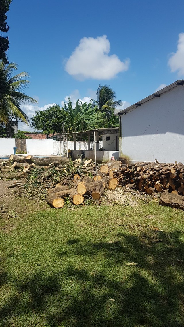 Poda de árvores ? limpeza de terrenos  - Foto 5