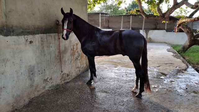 POTRO MANGALARGA MARCHADOR 