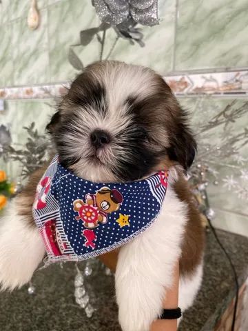 Shih tzu micro - Foto 5