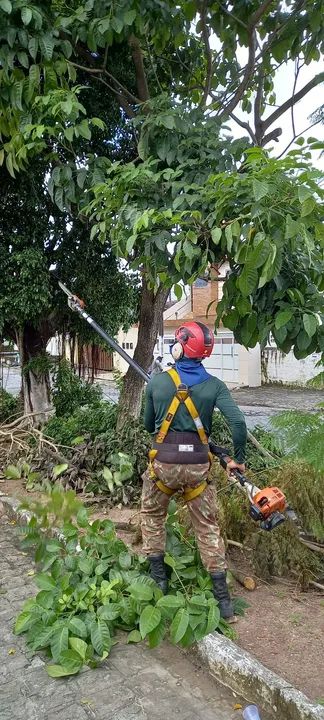Poda de árvores limpeza de terreno - Foto 3