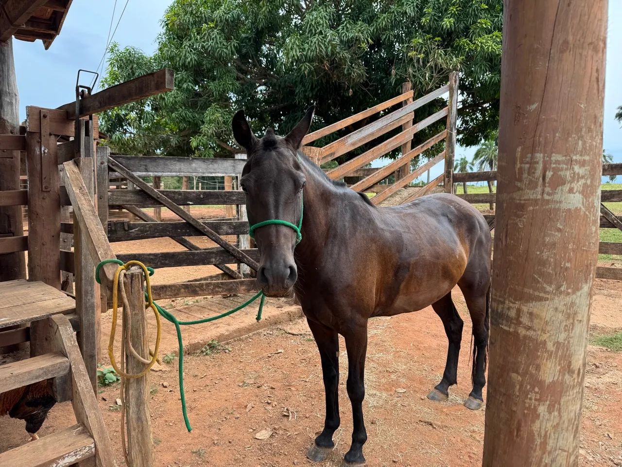 Égua  Mangalarga Marchador