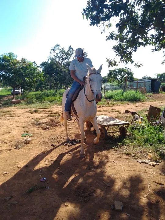 Égua mestiça de QM-  Animal Domado - Foto 2