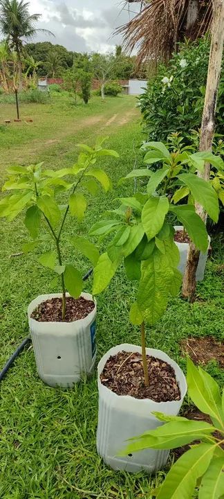 Coqueiro Anão produtivo * - Foto 5