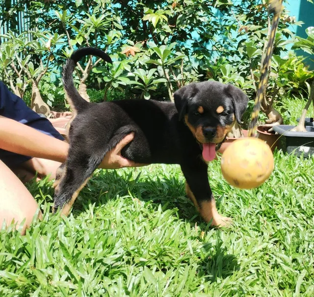 Fila brasileiro – Canil La Isadorita