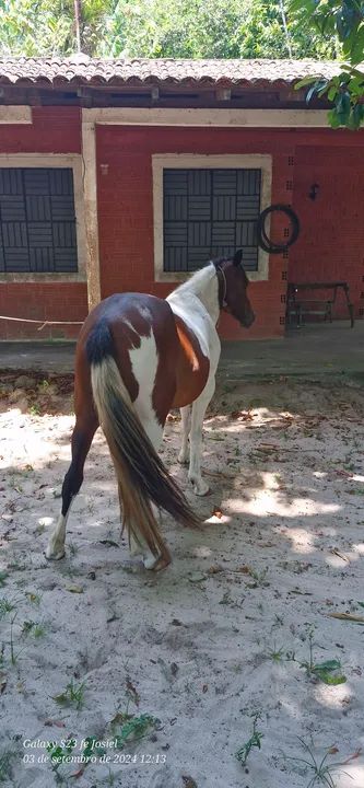 ÉGUA MANGALARGA PAINT HORSE - Foto 5