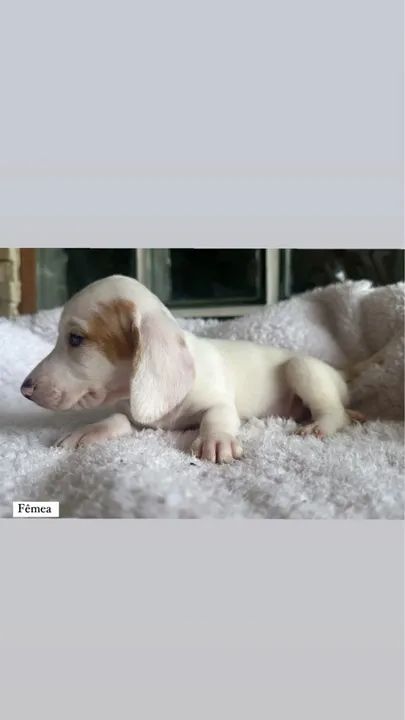 Dachshund Femea Duplo Merle Dos olhos azuis Cachorros Atuba Pinhais 1352376983 OLX