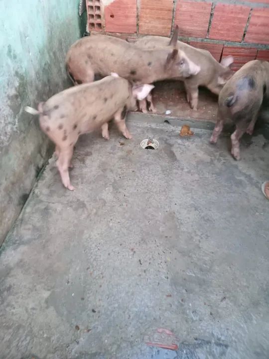 Venda de porcos  - Foto 2