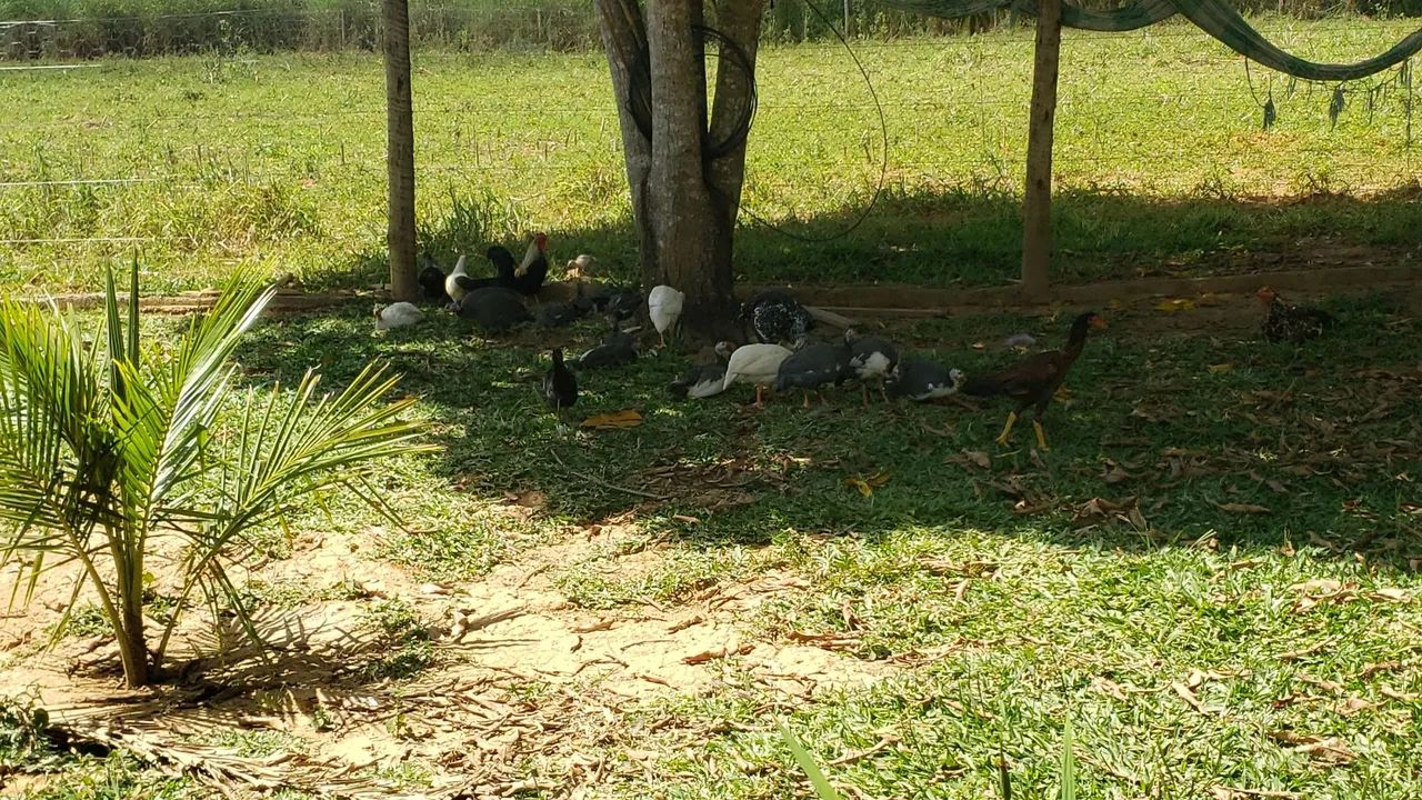 Vedo chacara 1.8 hectares - Foto 5