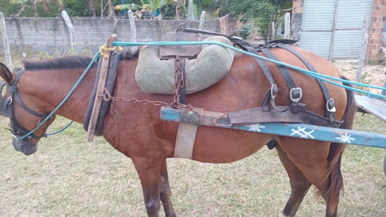 Cavalo com carroça 1.800 do jeito que tá na foto - Foto 2