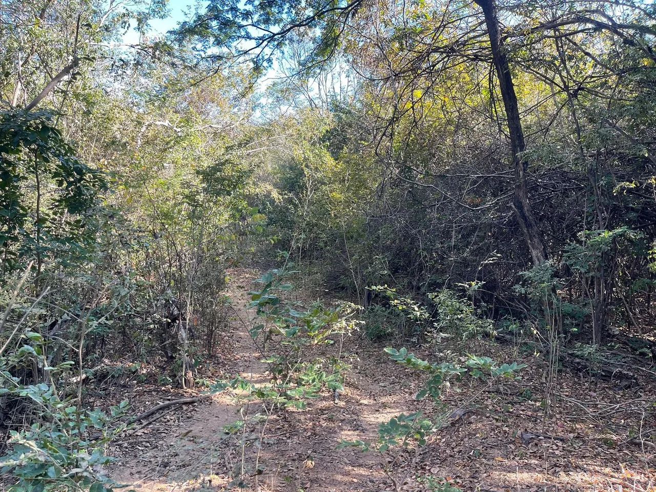 Area 240 Hecatres!! Escriturada e Geo Referenciada!!!Aceita veiculo e Imovel... - Foto 10