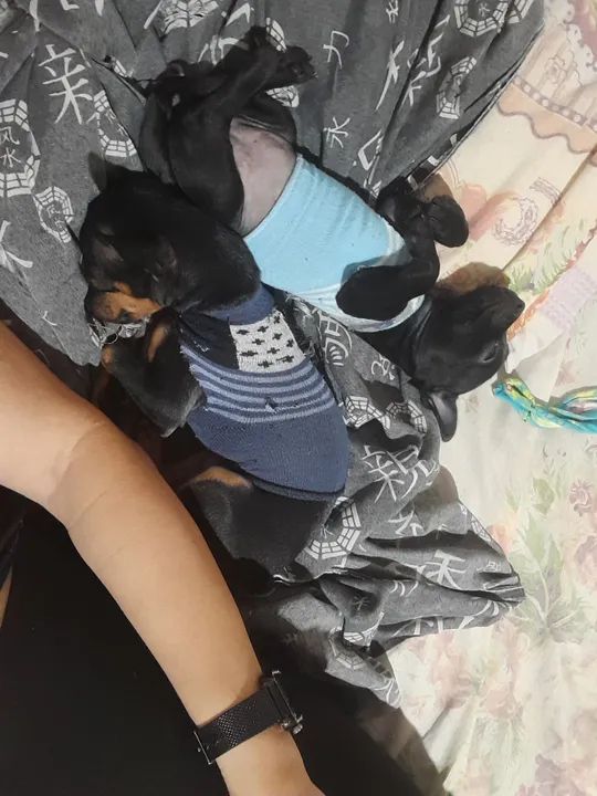 Casal de Pinscher  - Foto 2