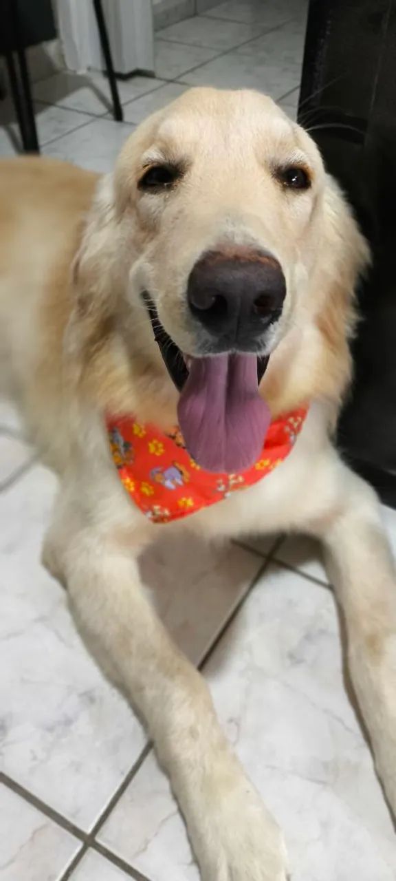 Golden Retriever Fofo e Carinhoso - Foto 2