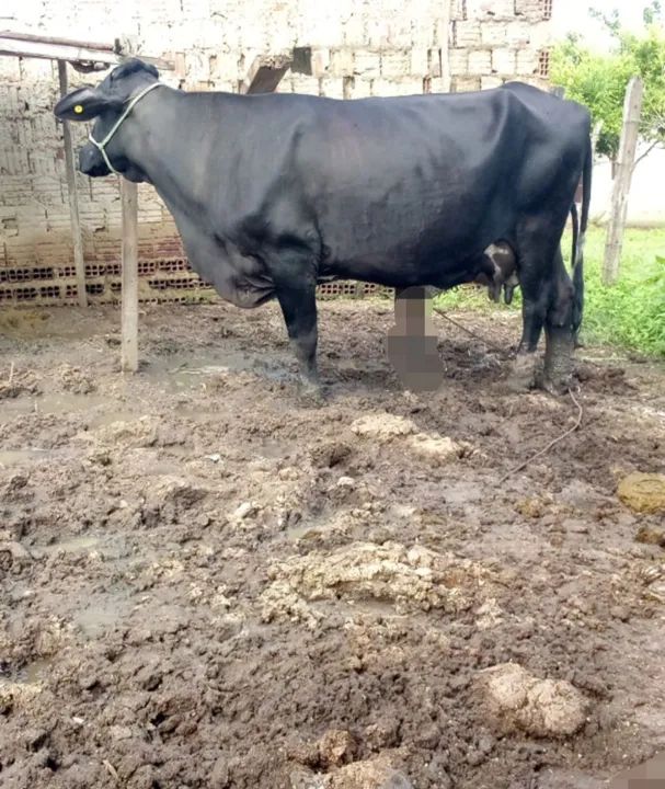 Vendo 2 vacas muito boas. - Foto 3