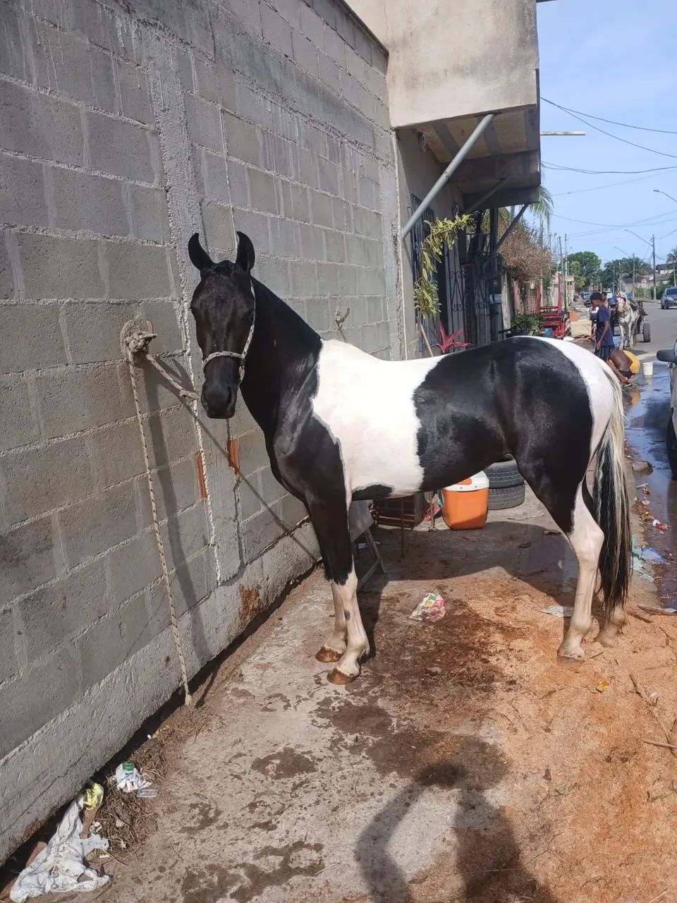 Potra 2 anos e3 meses 