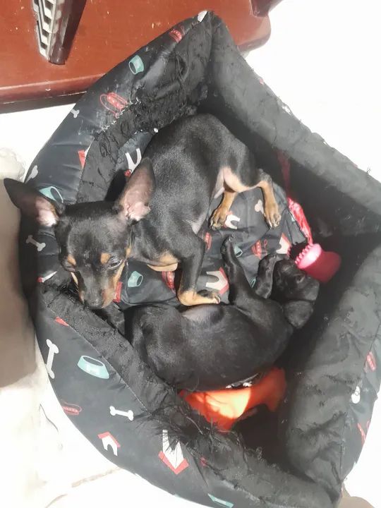 Casal de Pinscher  - Foto 5