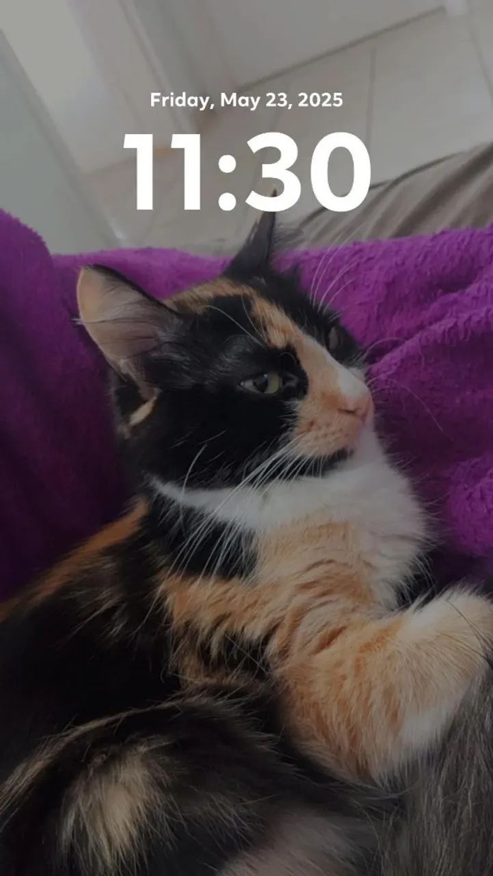 Gatinhas fêmeas para adoção - Foto 2