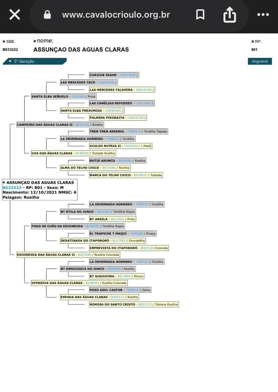 Cavalo pronto de laço!! - Foto 6
