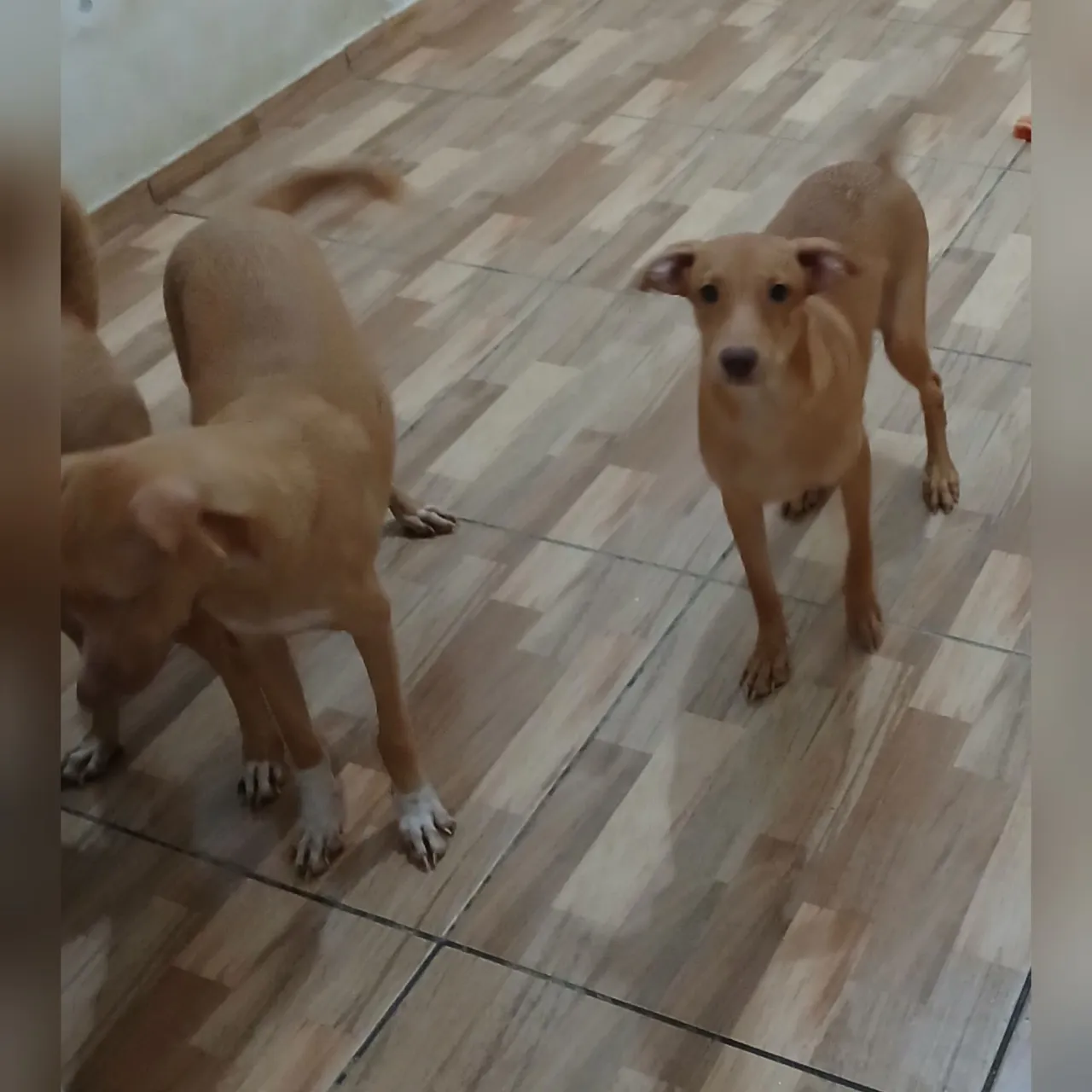 Filhotes de porte médio para adoção