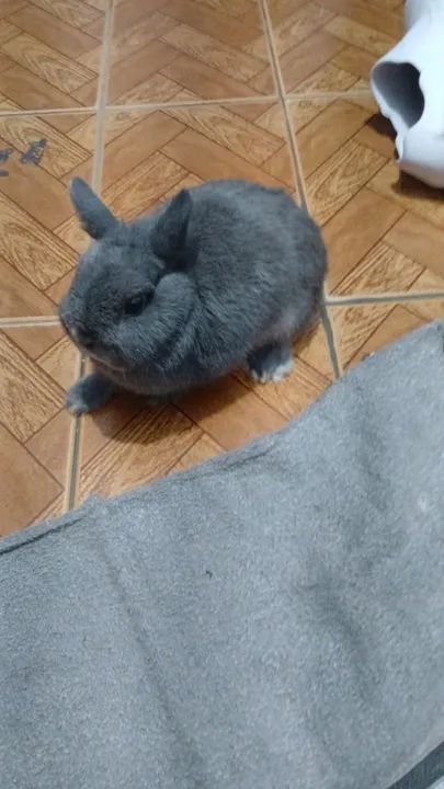 Casal mini Coelho  - Foto 2