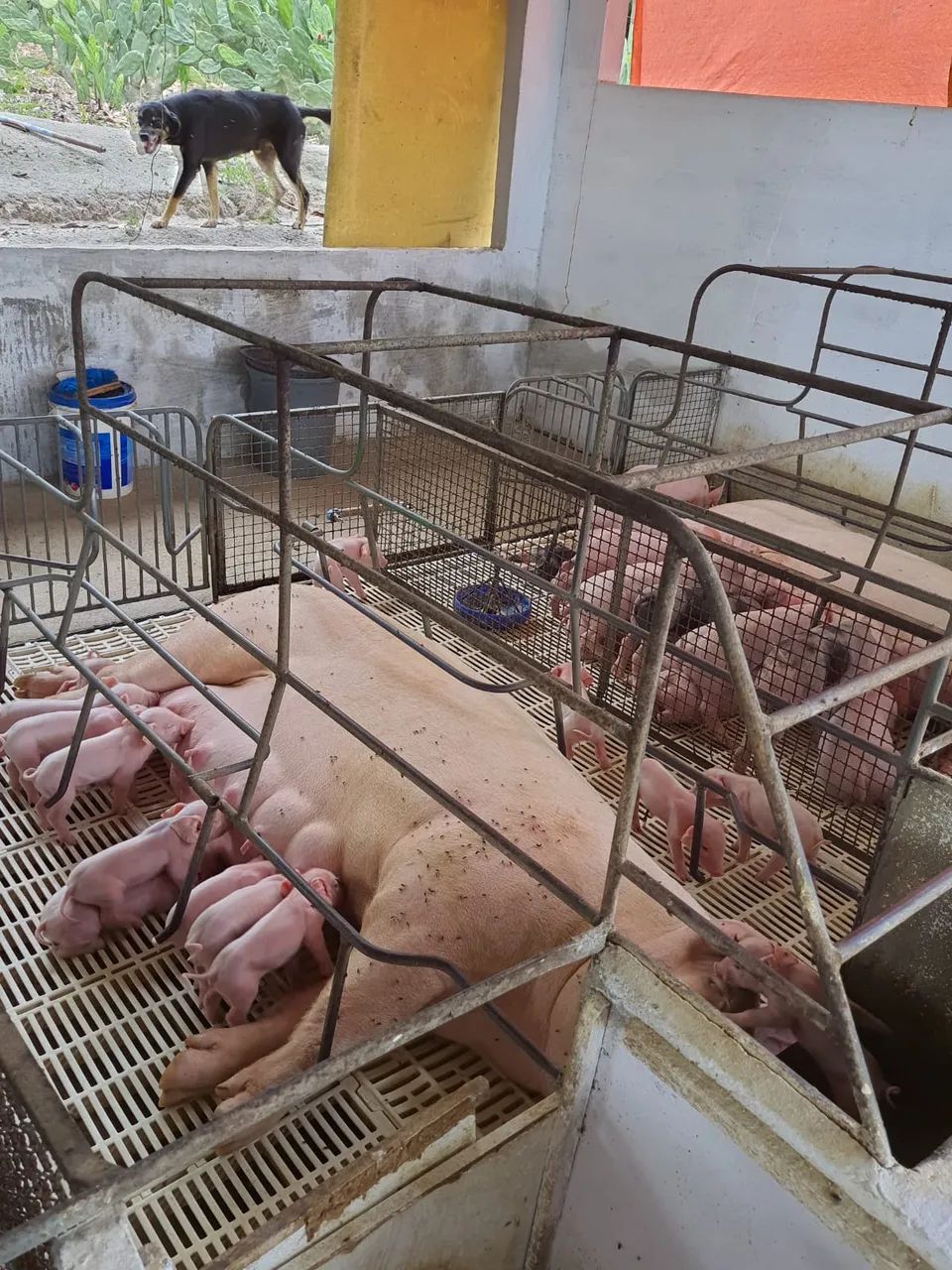 Ótima Granja com 16 hectares na região de Vera cruz - Foto 5