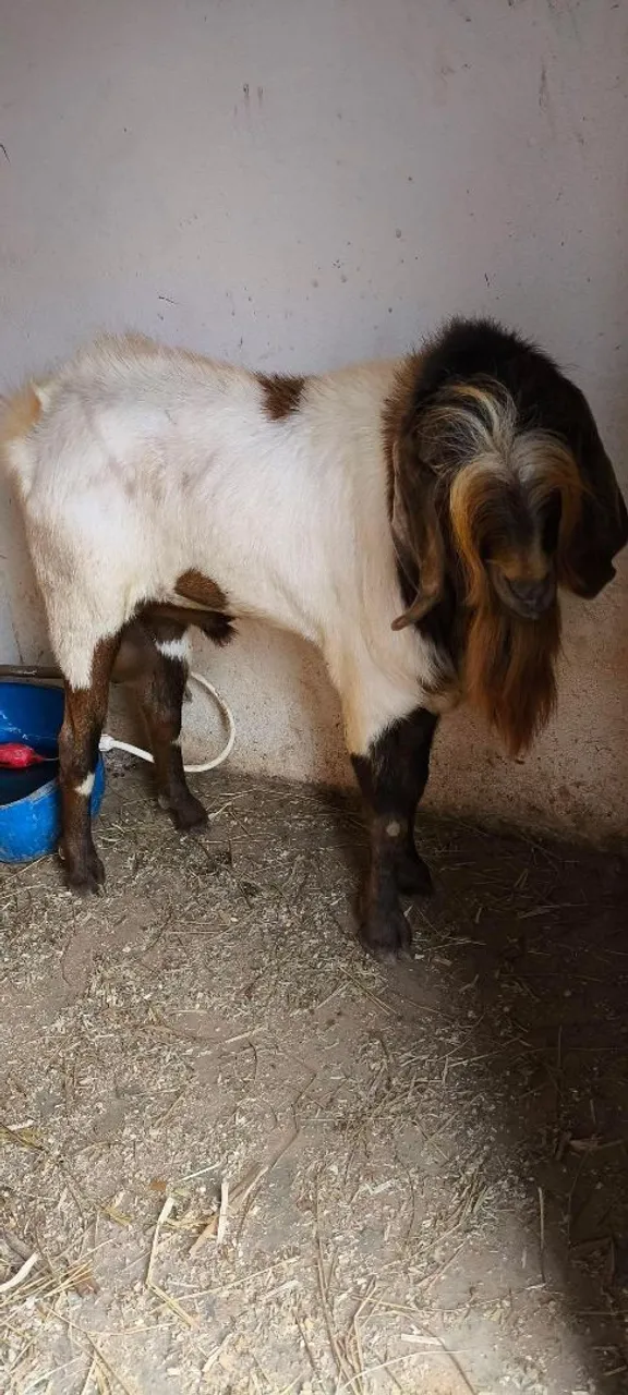 Bode grande boer