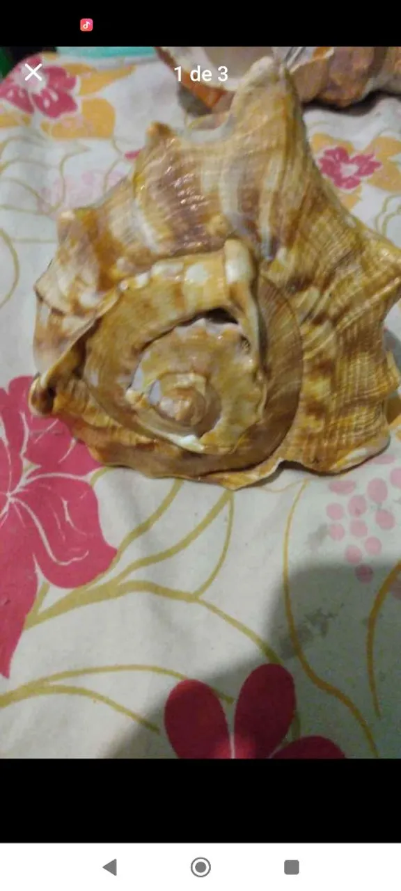 Concha Decorativa