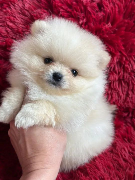 Spitz Alemão  - Foto 3