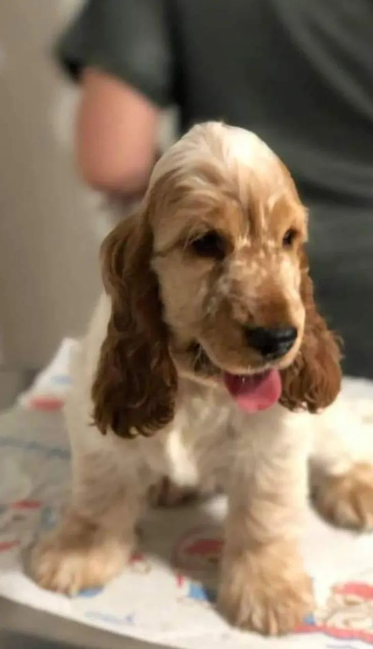 Filhotes de Cocker Spaniel Inglês - Foto 3