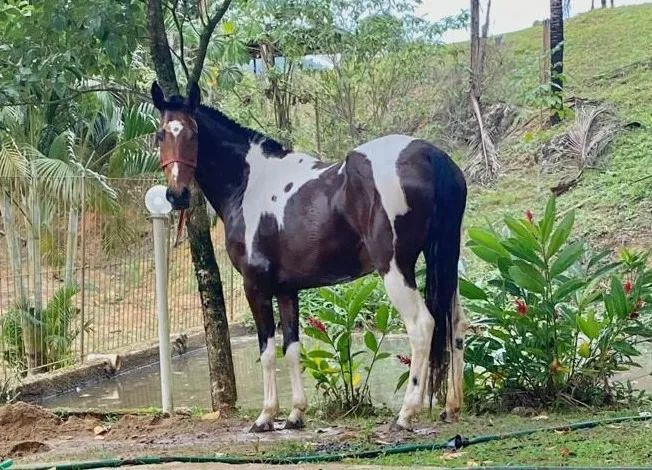 Potra Pampo de Castanha Linda MM com 3 anos e 08 meses (sem registro) - Foto 3
