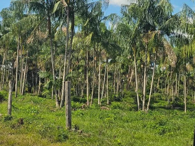 160 hectares de açaí em produçãohá 60 km de Belém do Pará 