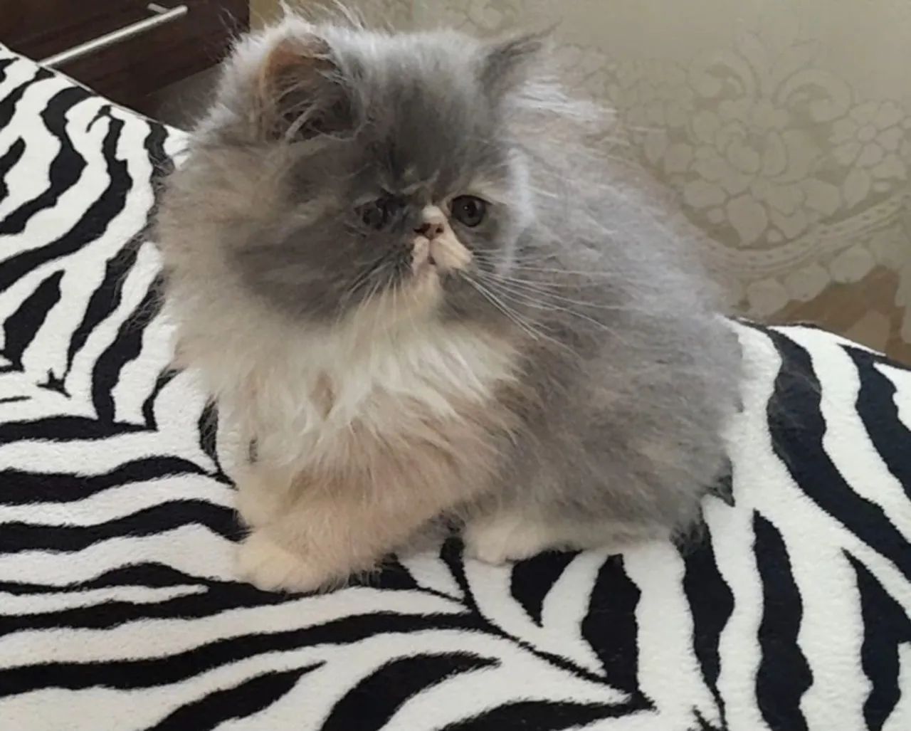 GATINHA PERSA TRICOLOR - Foto 2